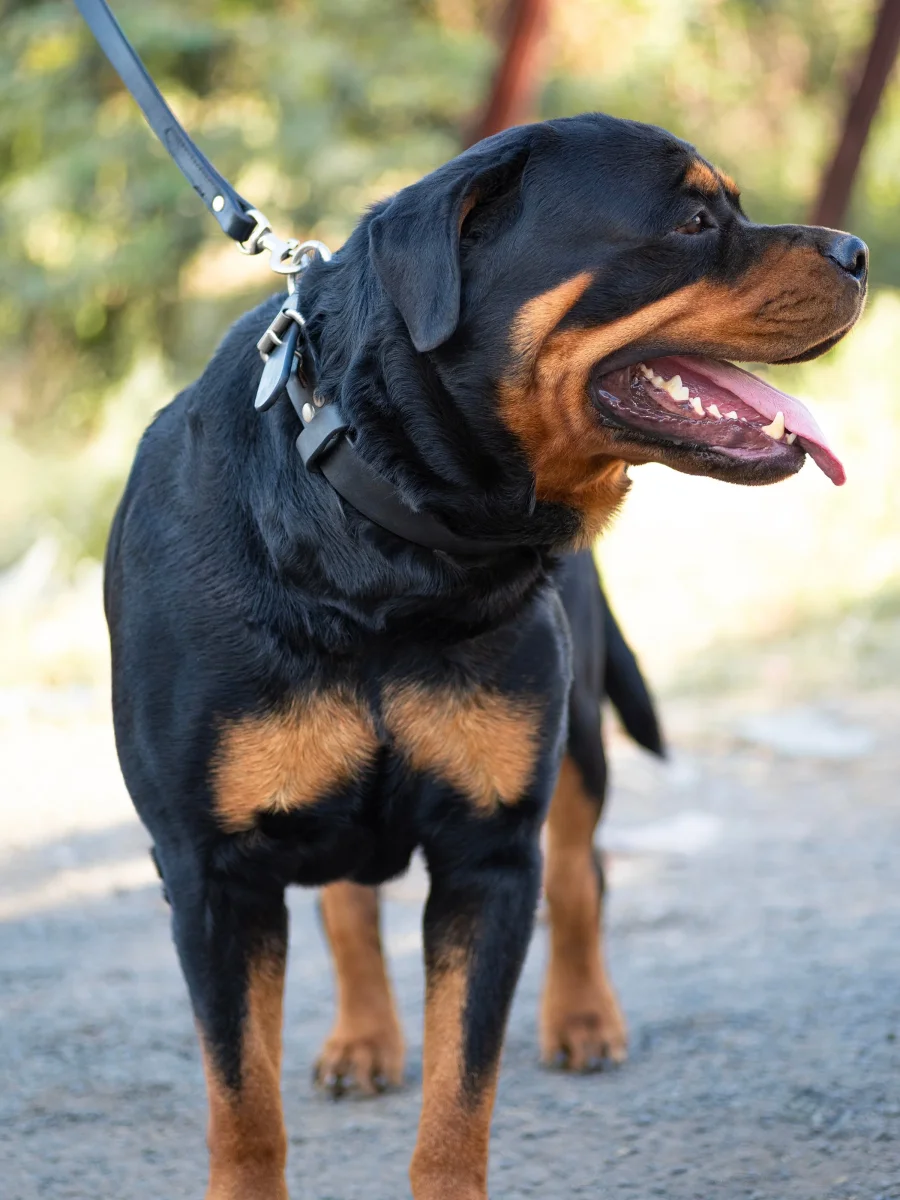 Agitation Leather Dog Collar - Imagen 3