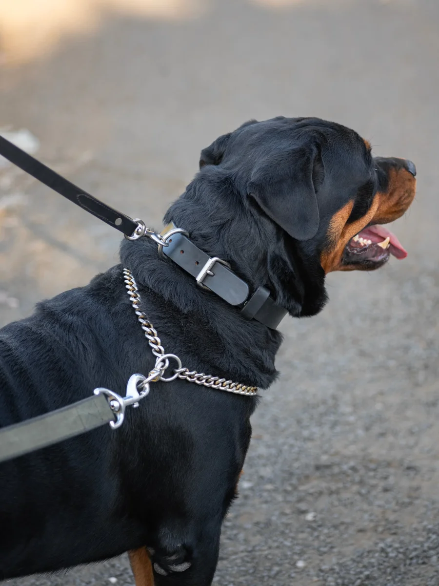 Agitation Leather Dog Collar - Imagen 4