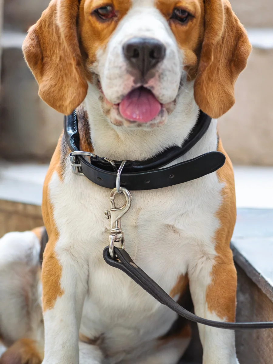 Rolled Leather Dog Collar - Imagen 3