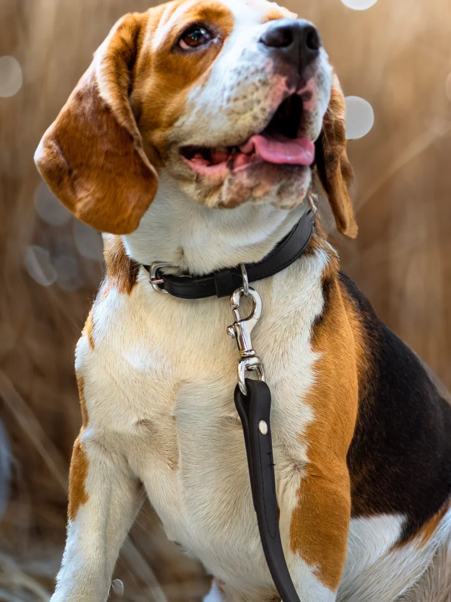 Leather Dog Leash - Imagen 4
