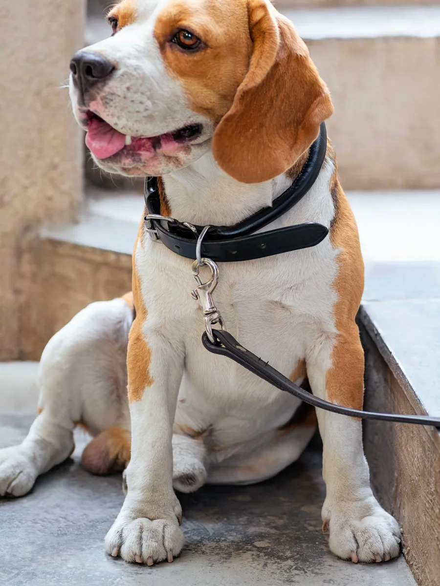 Leather Dog Leash - Imagen 6
