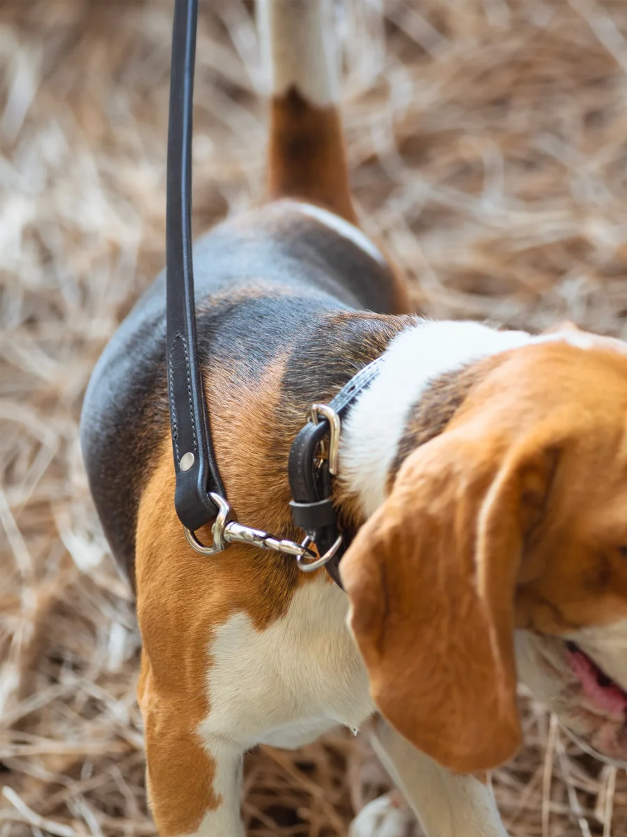 Leather Dog Leash - Imagen 5