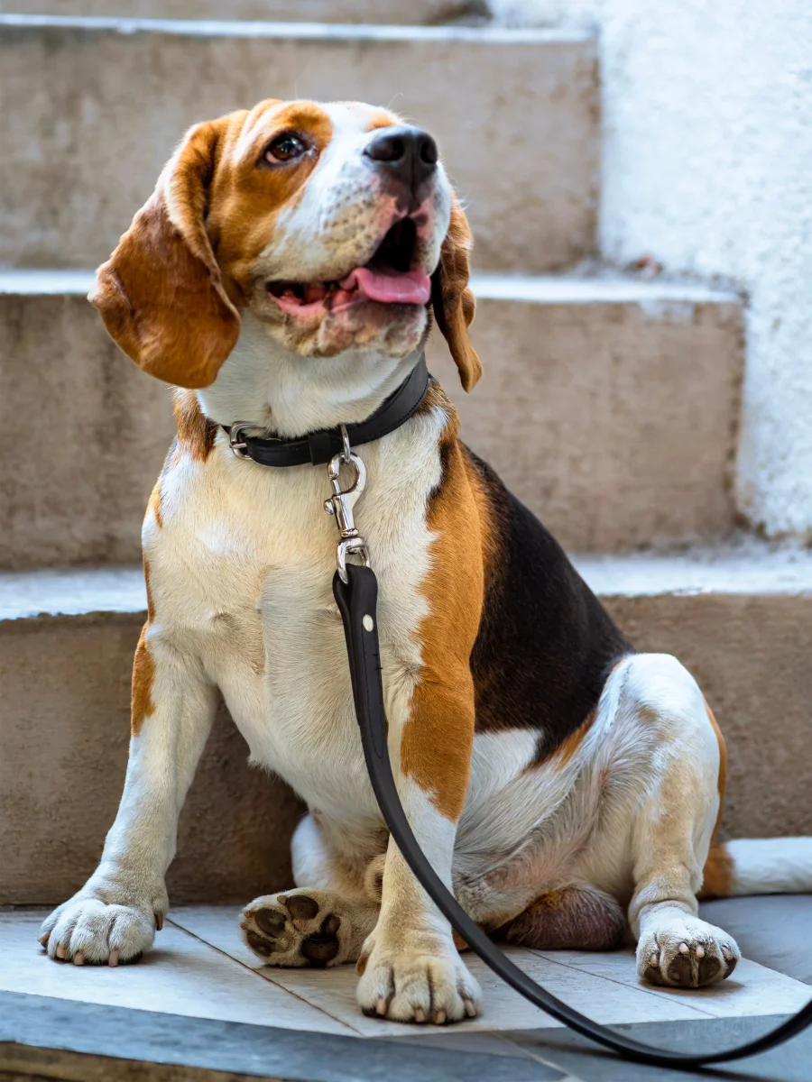 Leather Dog Leash - Imagen 7