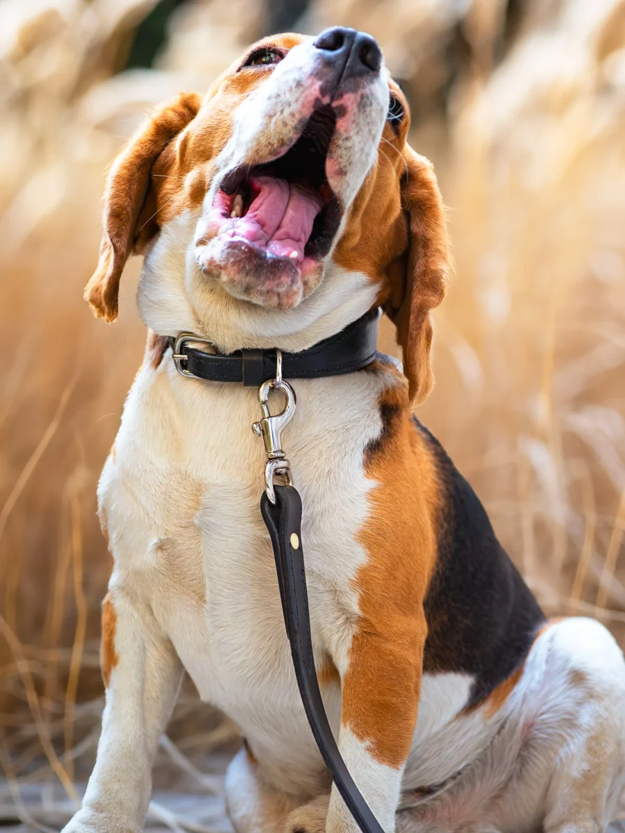 Leather Dog Leash - Imagen 8